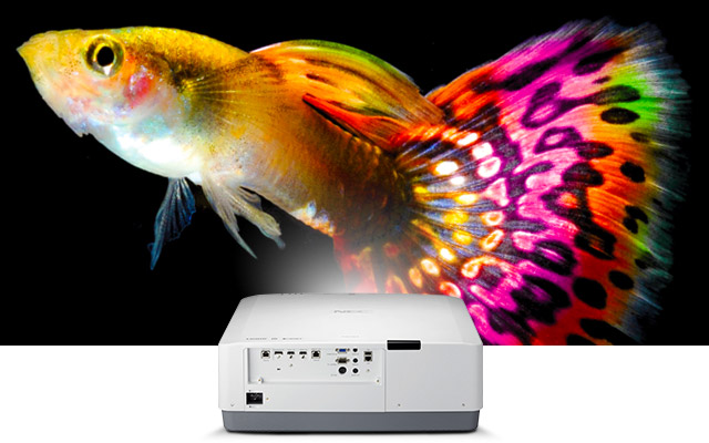 NEC Impress with vivid colours NEC Impress with vivid colours