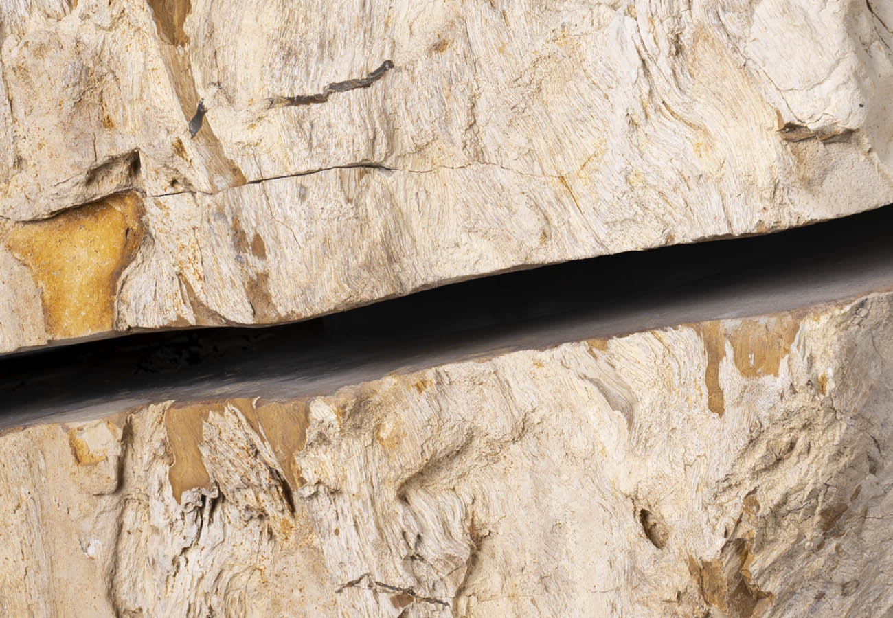 Legno Fossile